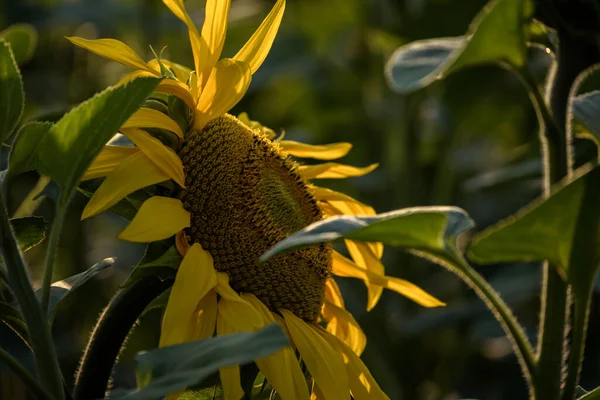 Sunflower Beautifully Flowering Plants Field — Foto Stock
