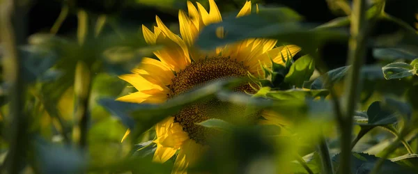 Sunflower Plantas Lindamente Floridas Campo — Fotografia de Stock