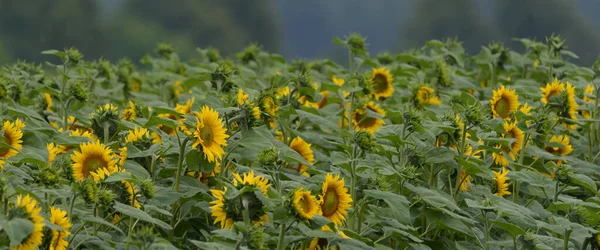 Sunflower Красиво Квітучі Рослини Полі — стокове фото