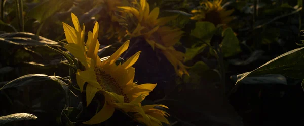 Sunflower Beautifully Flowering Plants Field — Foto Stock
