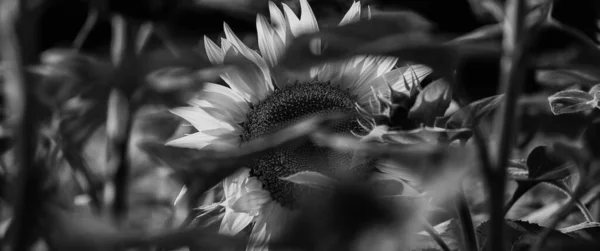 Sunflower Beautifully Flowering Plants Field — Φωτογραφία Αρχείου