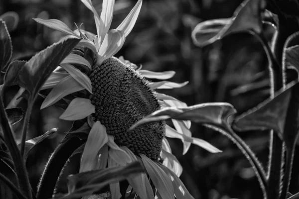 Sunflower Beautifully Flowering Plants Field — Φωτογραφία Αρχείου