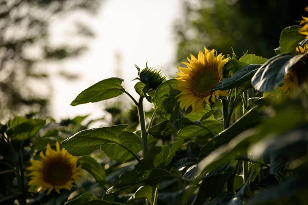 Sunflower Beautifully Flowering Plants Field — Foto Stock