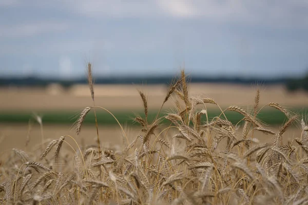 Agriculture Cereals Farmland Harvest — Stockfoto