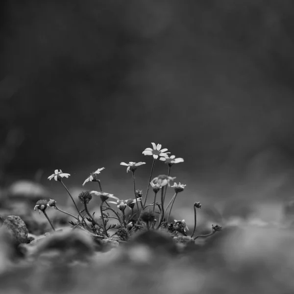 Summer Landscape Blooming Chamomile Flowers Dirt Road —  Fotos de Stock