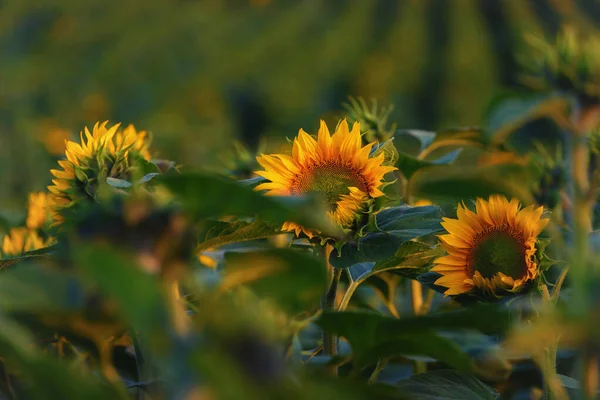 Sunflower Beautifully Flowering Plants Field — Foto Stock