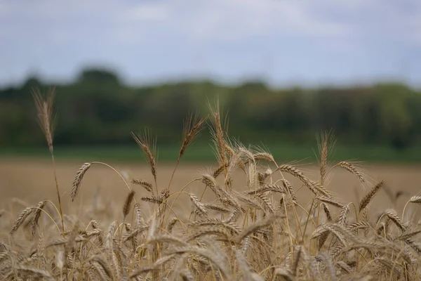 Agriculture Cereals Farmland Harvest — Stockfoto