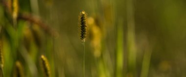 YAZ LANDSCAPE - Yeşil çayırda açan yabani bitkiler