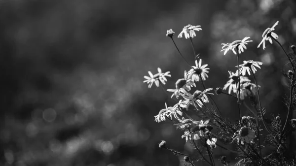 夏天的大地 田野里盛开的菊花 — 图库照片