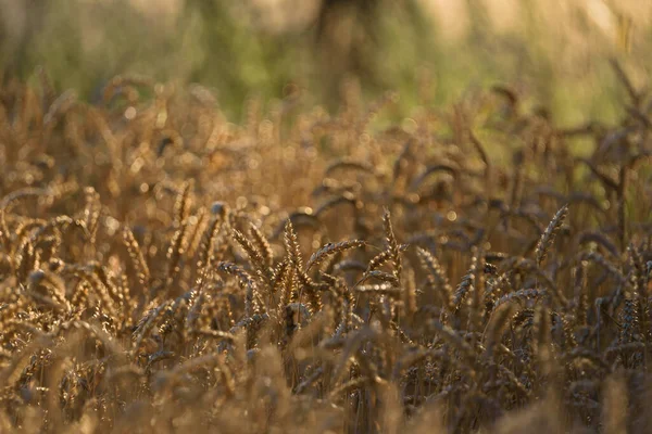 Agriculture Зернові Сільськогосподарських Угіддях Перед Збиранням Врожаю — стокове фото