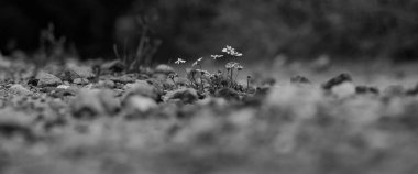 YAZ LANDSCAPE - Toprak yolda açan papatya çiçekleri