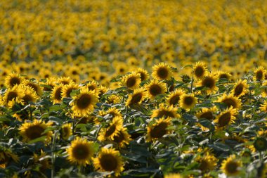 Güneş Çiçeği - Tarlada güzel çiçek açan bitkiler