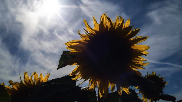 Sunflower Красиво Цветущие Растения Поле — стоковое фото