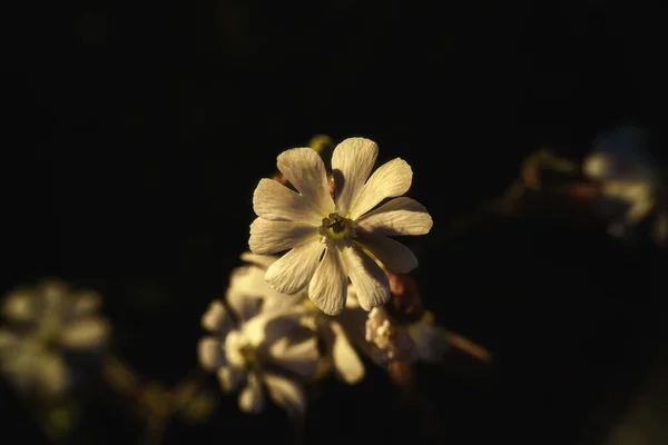 Wild Meadow Flowers Rays Sunset — Fotografia de Stock