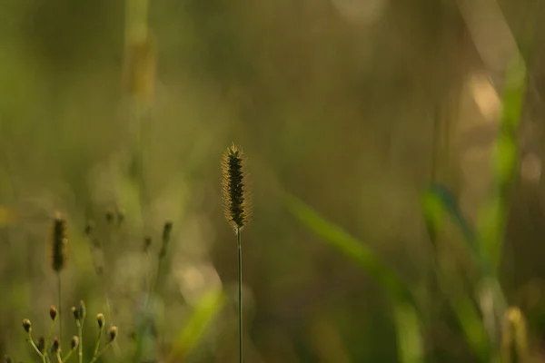 Summer Landscape Wild Plants Blooming Green Meadow — Stockfoto