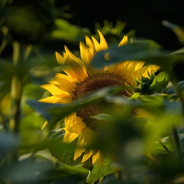 Sunflower Красиво Цветущие Растения Поле — стоковое фото