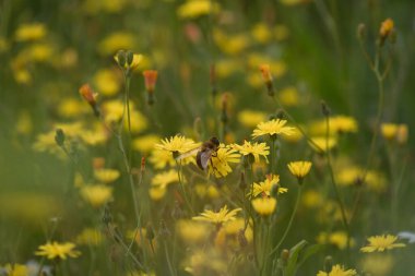 HONEY BEE - The insect collects pollen on yellow wildflowers