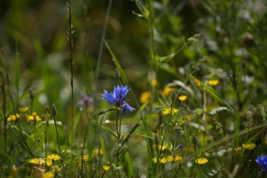 SUMMER LANDSCAPE - Blooming cornflower flowers in field