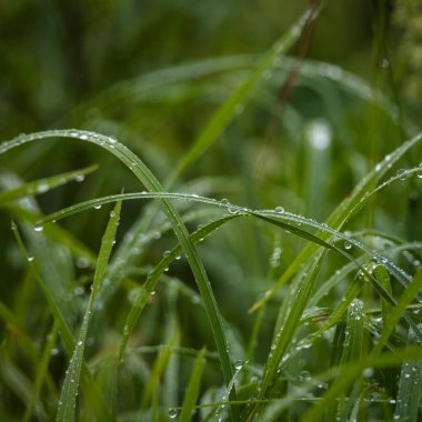 Çayırda sabah çiğ taneleri 