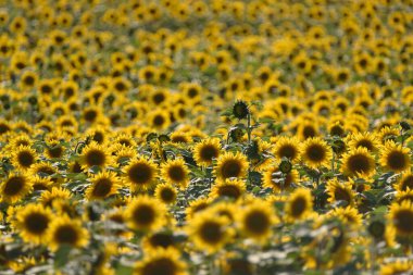 SUNFLOWERS - Beautifully flowering plants in the field