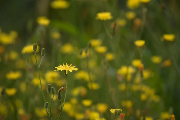 Summer Landscape Blooming Chamomile Flowers Field — Foto de Stock