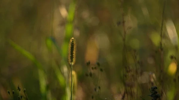 Summer Landscape Wild Plants Blooming Green Meadow — Zdjęcie stockowe