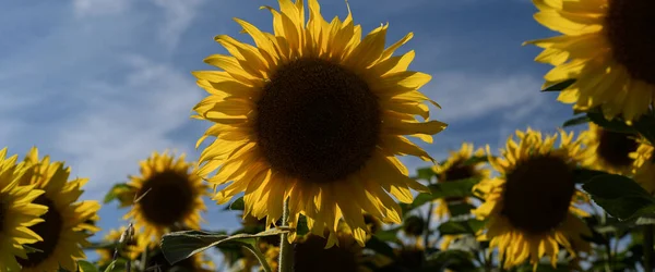 Sunflowers Beautifully Flowering Plants Field — стоковое фото
