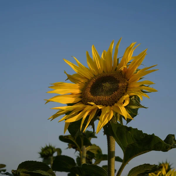 Sunflower Красиво Цветущие Растения Поле — стоковое фото