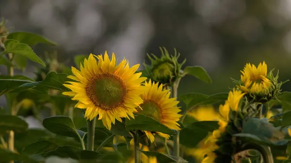 Sunflower Beautifully Flowering Plants Field — Foto Stock