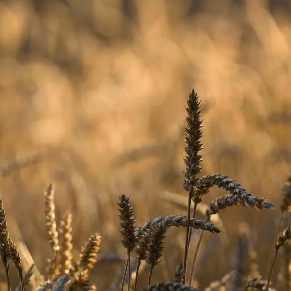 Agriculture Cereals Farmland Harvest — Stockfoto