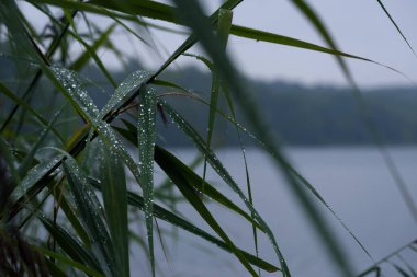 REEDS BY THE LAKE - Water plants in raindrops
