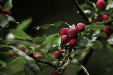 RED FRUIT - A colorful end of summer in the spa garden wet with rain