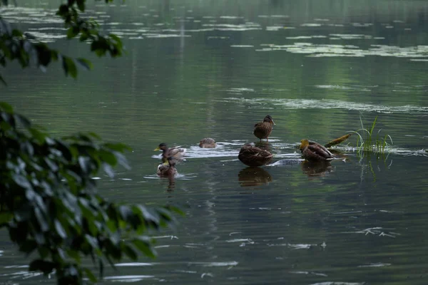 WILD DUCK - Wild birds are swimming on the lake