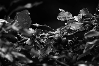RED FRUIT - A colorful end of summer in the spa garden wet with rain