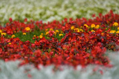 FLOWERS - Decorative flowering plants on the flower bed