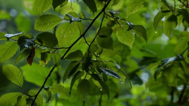 DROPS ON THE LEAVES - Traces of rain on green trees