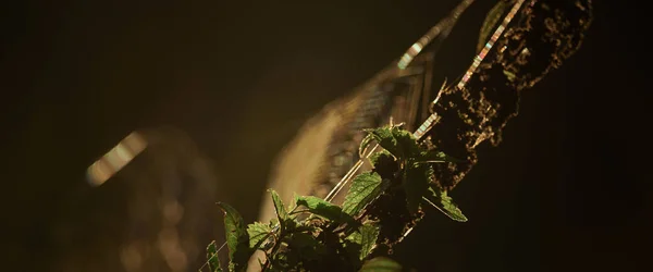 Nettle Autumn Morning Wetlands — Fotografia de Stock