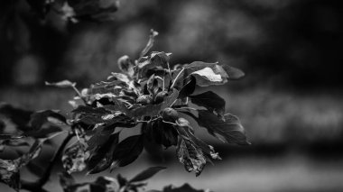 RED FRUIT - A colorful end of summer in the spa garden wet with rain