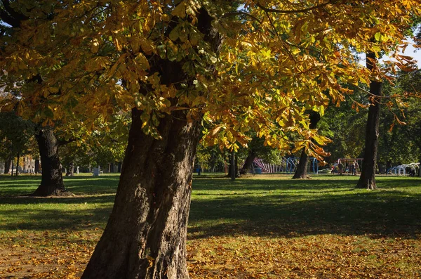 Sonnenherbst Bunte Bäume Stadtpark — Stockfoto