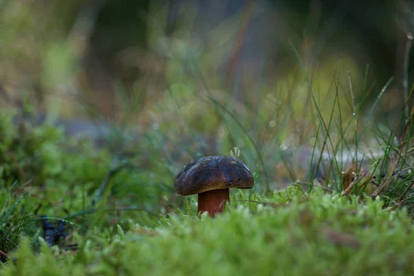 Fungus Sonbaharda Ormanaltı — Stok fotoğraf