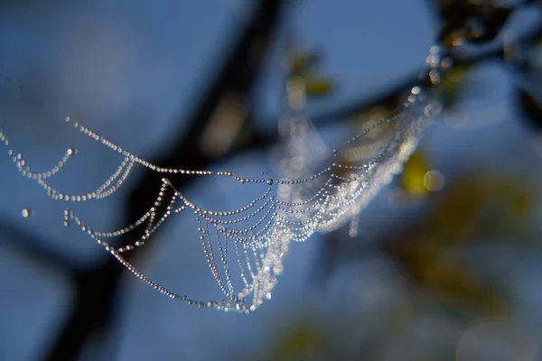 Cobweb Drops Morning Dew Spider Web — Stock Photo, Image