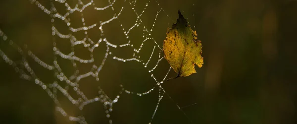 Birch Leaf Gyllene Höst Spindelnät Droppar Morgondagg — Stockfoto