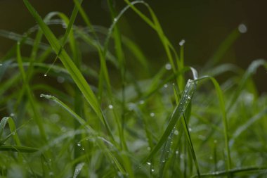 Çayırdaki yeşil çimlerin üzerine damlalar.