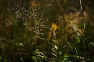 KUŞ LEAF - Örümcek ağında altın sonbahar Sabah çiğ damlalarında