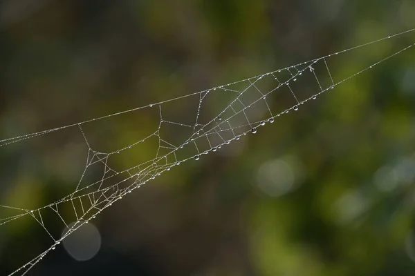 Cobweb Drops Morning Dew Spider Web — Stock Photo, Image