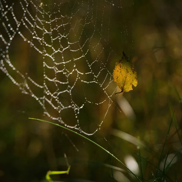 Kuş Leaf Örümcek Ağında Altın Sonbahar Sabah Çiğ Damlalarında — Stok fotoğraf