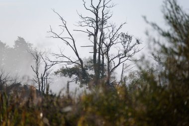 Kuru Ağaç ve Sis Nehir Vadisi 'nin vahşi arazisinde sonbahar sabahı