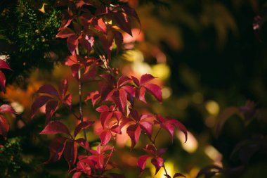 AUTUMN - Güneş ışığındaki bitkiler için renkli bir mevsim