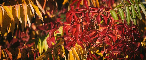 Herbst Farbenfrohe Jahreszeit Pflanzen Sonnenschein — Stockfoto