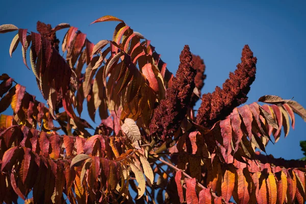 Autumn Kleurrijk Seizoen Planten Zon — Stockfoto